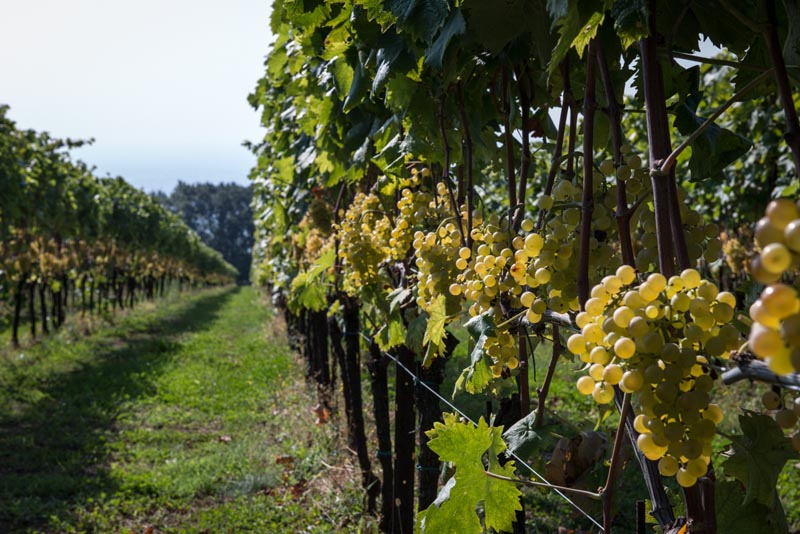 Tenuta di Corte Giacobbe winogrona w winnicy